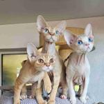 STUNNING MALE AND FEMALE DOVEN REX KITTENS FOR SALE